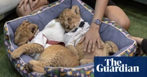 ‘People buy a lion and can’t handle it’: inside the farms breeding cubs for Tiktok and Instagram likes