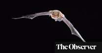 Bat bridges and signs on nests: nature conservation’s epic fails – and how to avoid them