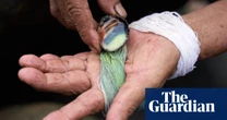 ‘We sometimes milked 3,000 snails a day!’: the dying art of milking molluscs