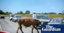 ‘We all get on well’: the town in England where cattle roam free