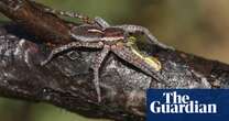 One of UK’s largest and rarest spider species making a comeback, says RSPB