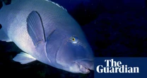 Any fishing of NSW’s beloved blue groper could lead to jail under new ban