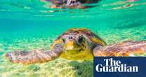 ‘It’s hugely moving’: record numbers of sea turtle nests recorded in Greece