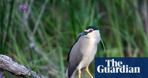 Rare heron seen at Somerset estate where river has been allowed to run free