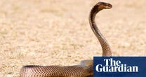 Snake collector’s immunity quest opens path towards universal antivenom