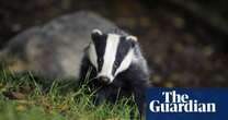 Badger cull may have increased bovine TB risk in neighbouring herds – study