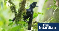‘More profitable than farming’: how Ecuador’s birding boom is benefiting wildlife