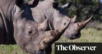 ‘We have to change our attitude’: wildlife expert says rhino horn trade must be legalised