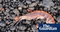 Antarctic krill: how did a paperclip-sized crustacean cause a diplomatic row – and why are they so important?