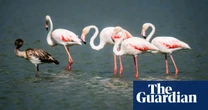 Week in wildlife in pictures: migrating flamingos, bear cubs and a wild hare