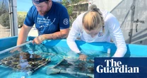 Scientists seek to save Florida’s dying reefs with hardy nursery-grown coral