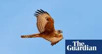 ‘A hugely significant sighting’: red goshawk photographed for first time in central Australia