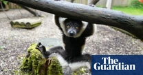 Week in wildlife – in pictures: playful baby lemurs, kingfisher tug-of-war and a beautiful bee-eater