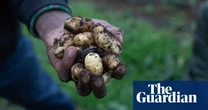Eating to save nature? Embrace potatoes, ditch meat and track your beans