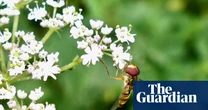 Gardeners urged to collaborate to help moths and hover flies thrive in cities
