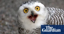 Collapsing bird numbers in North America prompt fears of ecological crisis – research