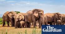 A Training School for Elephants by Sophy Roberts review – the haunting story of a doomed expedition