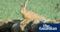 Raising Hare by Chloe Dalton review – woman meets leveret