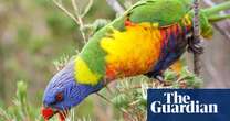 Dead native birds and flying foxes found in SA town home to one of world’s largest lead smelters