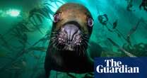 Seals, sharks and spiny squat lobsters: Underwater Photographer of the Year 2025 – in pictures