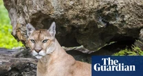 ‘Bizarre and wrong’: Danish zoo sparks debate with plea for pets to use as food