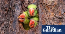 Week in wildlife – in pictures: dormouse gets a checkup, a lucky kingfisher and a waving seal pup