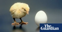 Alex Bellos's Monday puzzle Can you solve it? Chicken or egg