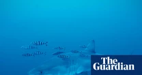 Diver captures rare footage of great white shark in the Mediterranean Sea – video