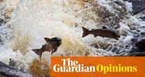 The Guardian view on wild salmon: falling numbers point to a deeper malaise | Editorial