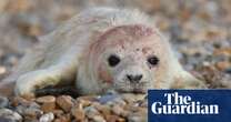 First grey seal pup of the season born on Suffolk coast