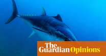 A wondrous fish has made a miraculous return to UK seas. Why are ministers so keen to see them all killed? | George Monbiot