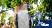 Pythons for bait and dodging militias: on the trail of the rare ‘monkey-eating’ eagle