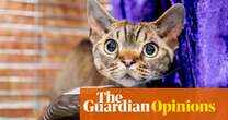 A dialogue with your pets? Do you really want a cat to say you look dog-rough today? | Coco Khan