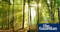 Plan for windfarm in German ‘fairytale forest’ stokes green energy culture war