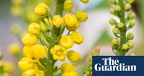 Plantwatch: A flower’s male parts carry all sorts of surprises for pollinators