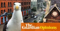 Trying to get rid of noisy, food-stealing gulls is missing the point – it’s humans who are the pests | Sophie Pavelle