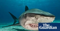 Is there such a thing as a ‘problem shark’? Plan to catch repeat biters divides scientists