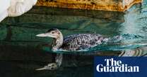 ‘The most exclusive guest’: rare yellow-billed loon lands in Las Vegas fountain