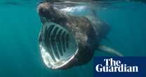 ‘I’m happy we’re not killing them any more’: Ireland’s last basking shark hunter on the return of the giants