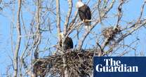 Bald eagles seen nesting in Toronto for first time in city’s recorded history