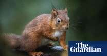 Leprosy passed between medieval squirrels and humans, study suggests