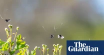 Night-flying insects over UK in decline, weather radar study reveals