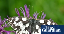 Britons urged to help measure butterfly recovery after 2024 slump