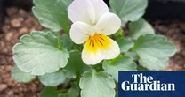 Flowers ‘giving up’ on scarce insects and evolving to self-pollinate, say scientists