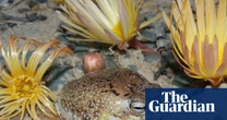 Species’ ingenious survival strategies no match for human destruction, red list reveals