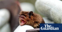 Eight bat researchers mostly from Asia and Africa refused entry into Australia to attend global scientific event