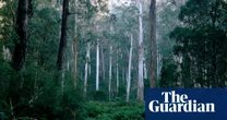 More than half of koalas relocated to NSW forest died in failed government attempt at reintroduction
