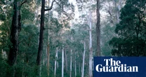 Will Labor’s environment laws actually address Australia’s biodiversity crisis? Five reasons to be concerned