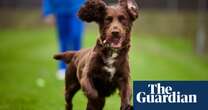 Meet Gem the cocker spaniel – the face of UK pet cloning