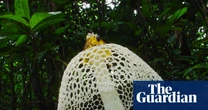 African scientists hail mushrooming global interest in conserving fungi
